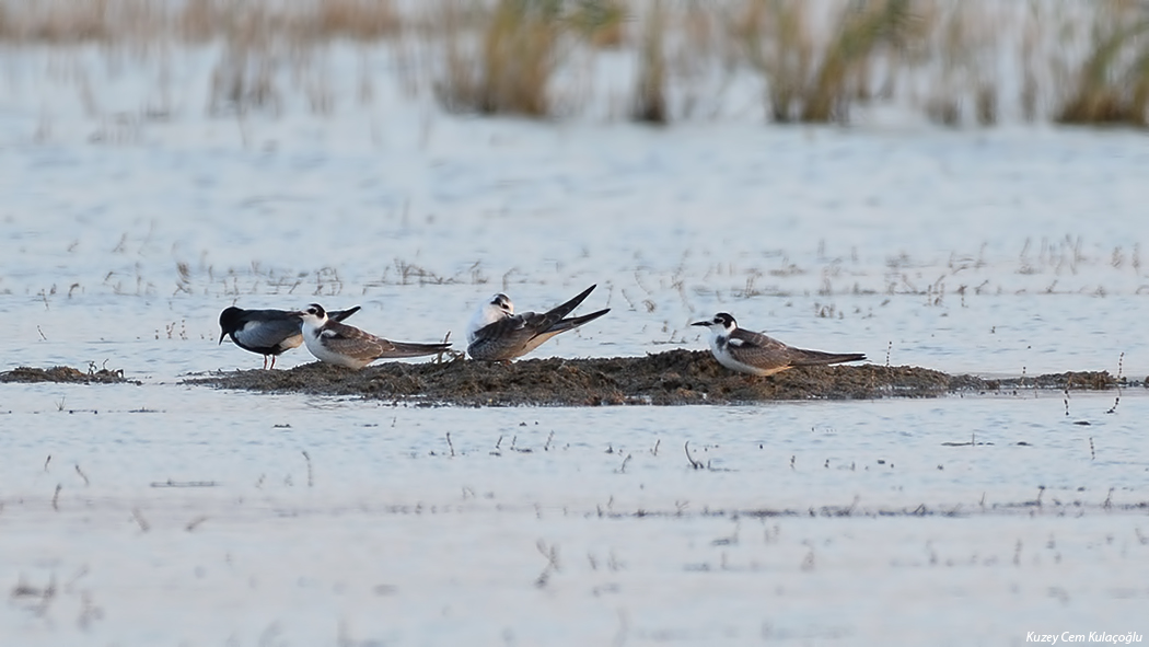 Kara Sumru