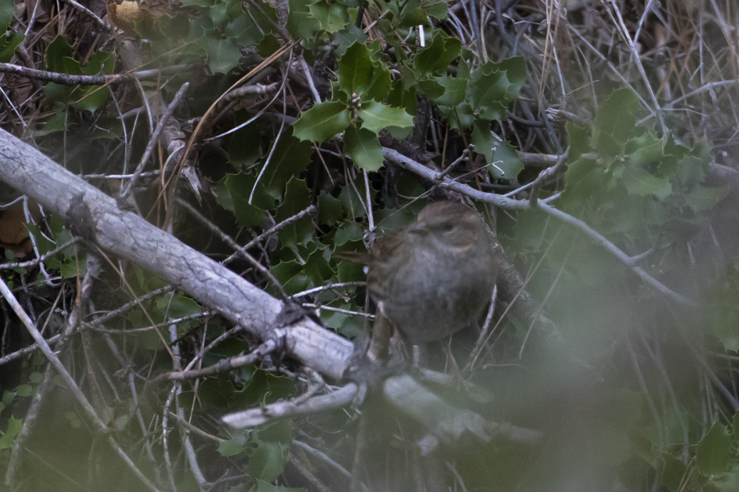 Dunnock