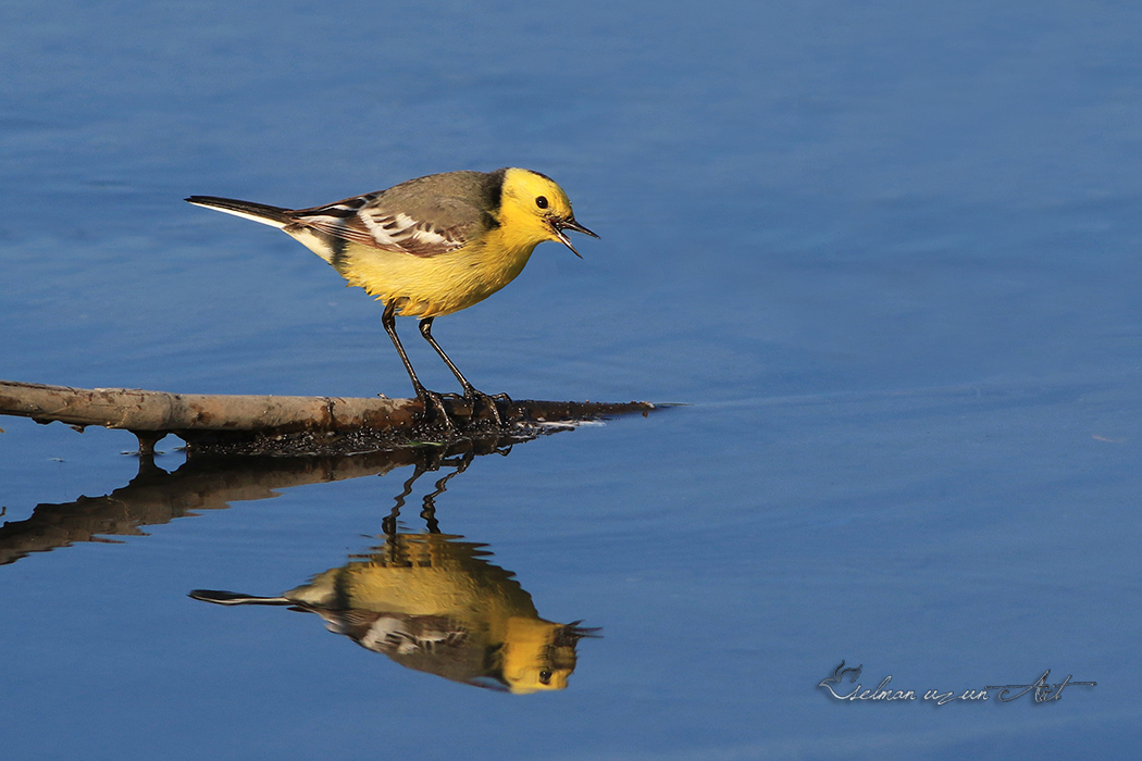 Citrine Wagtail