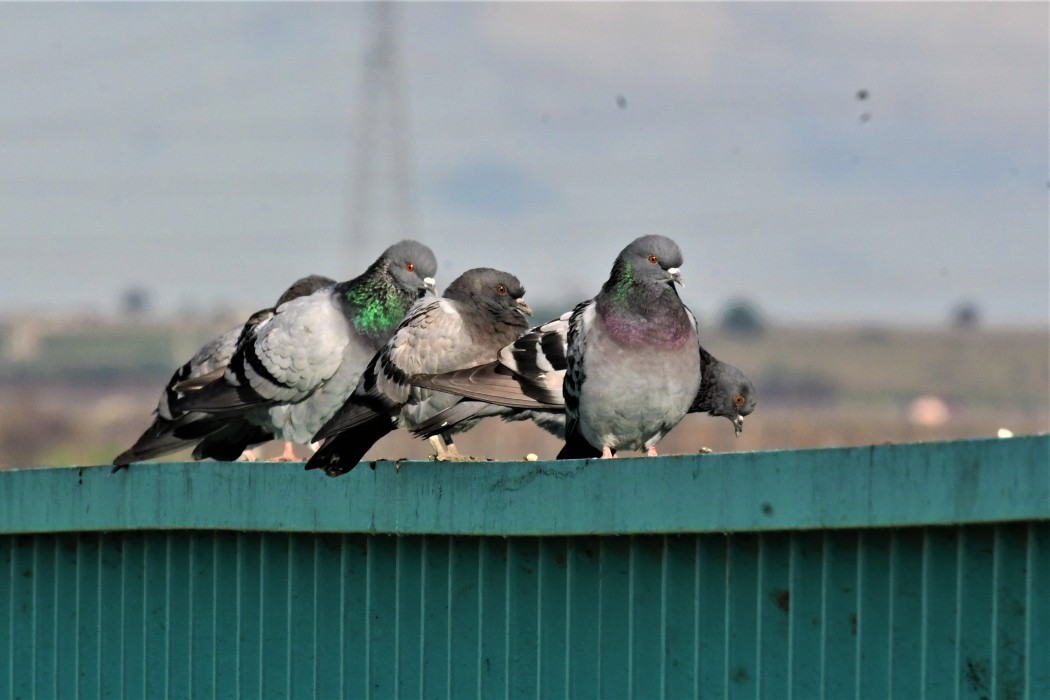 Rock Dove
