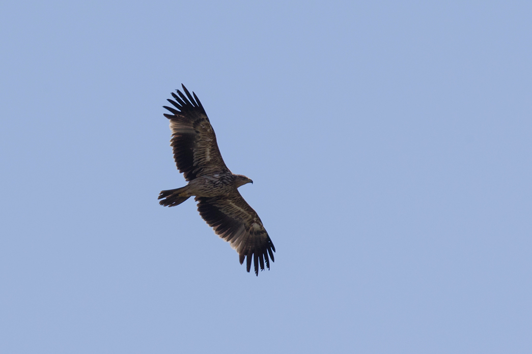 Eastern Imperial Eagle