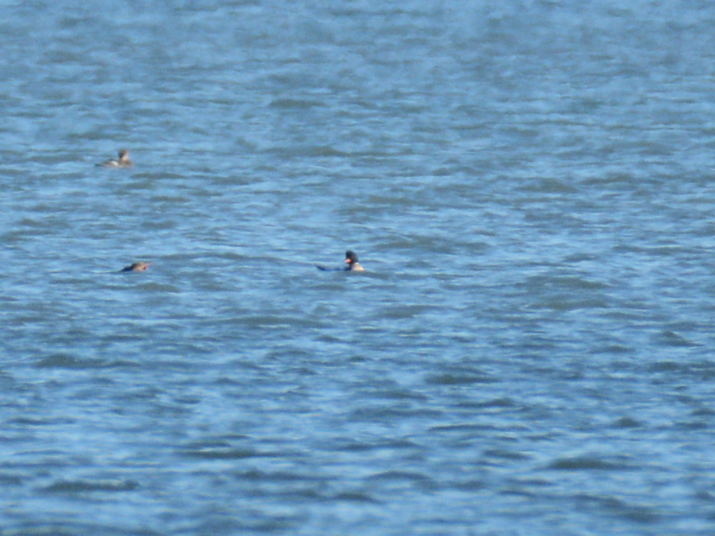 Red-breasted Merganser