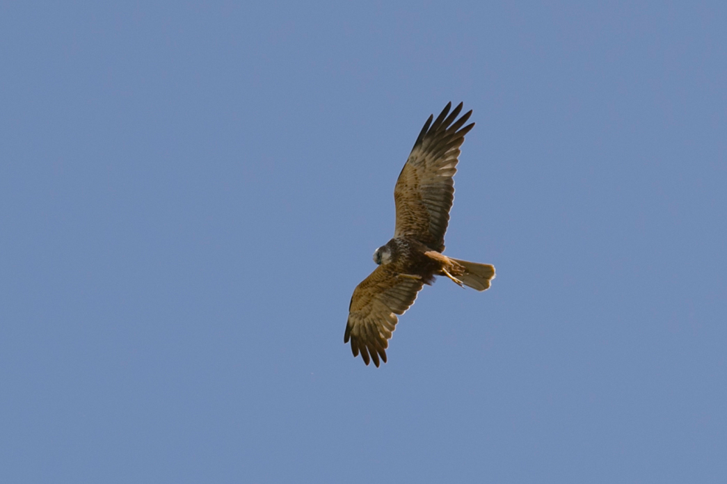 Pallid Harrier