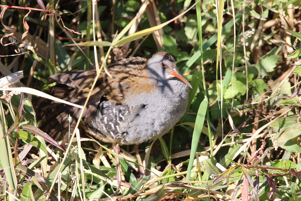 Water Rail