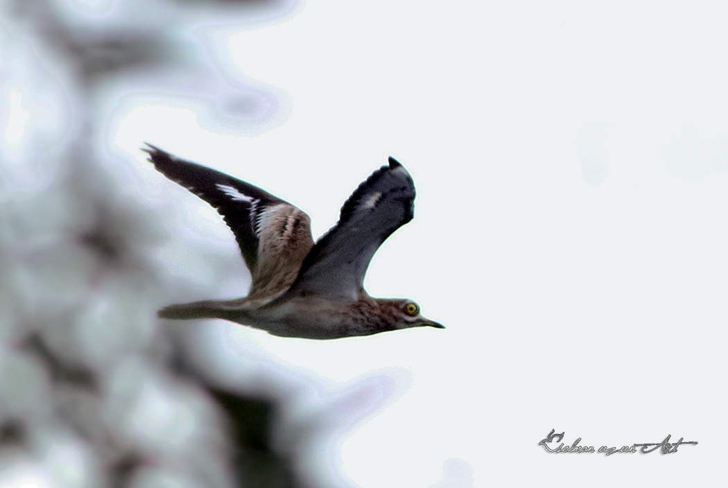 Eurasian Stone-curlew