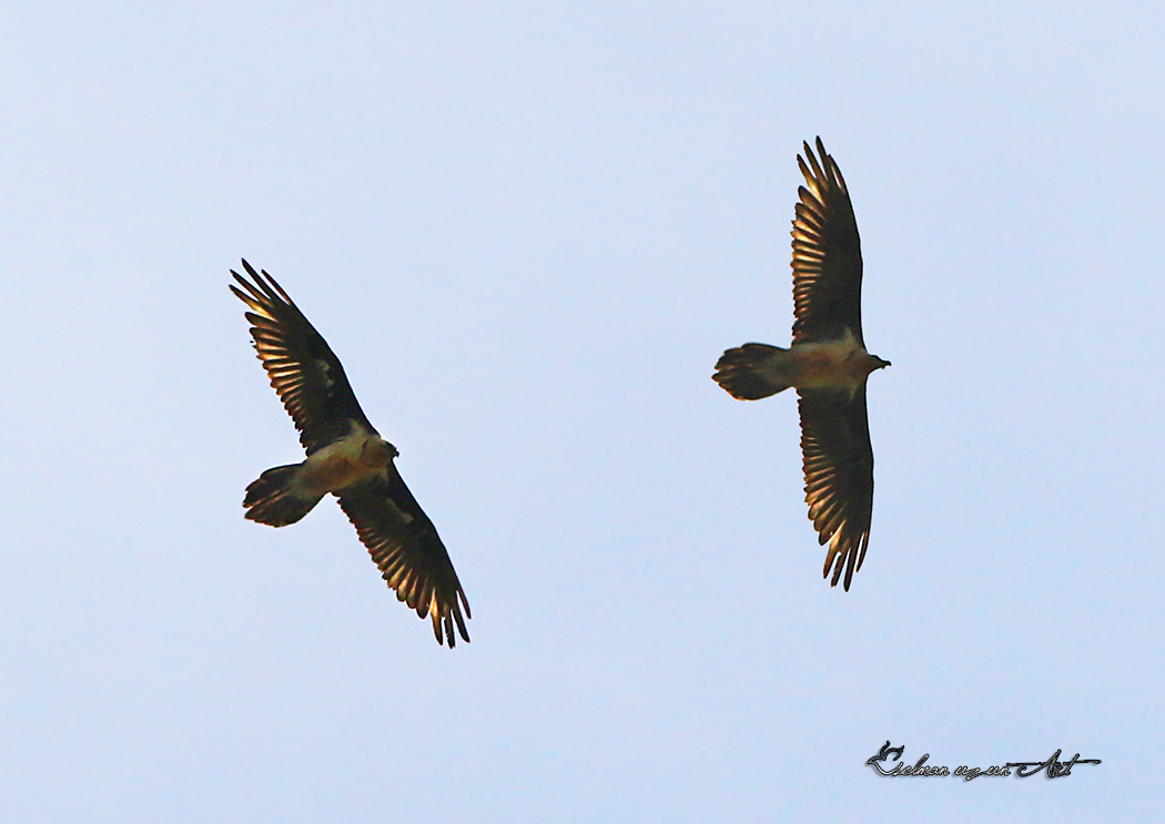 Bearded Vulture