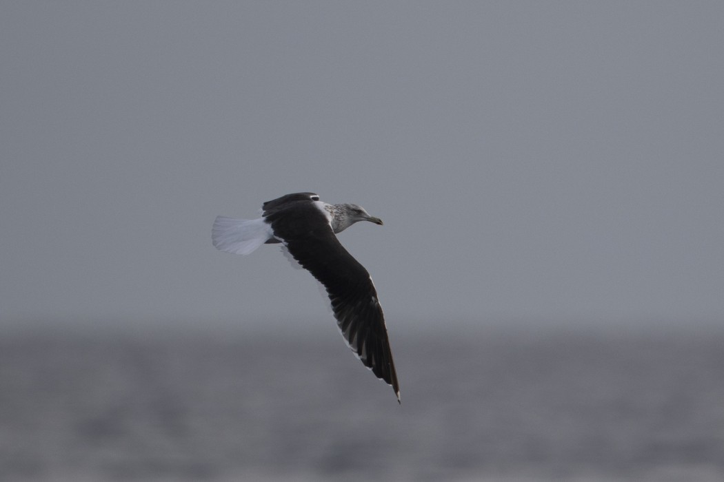 Lesser Black-backed Gull