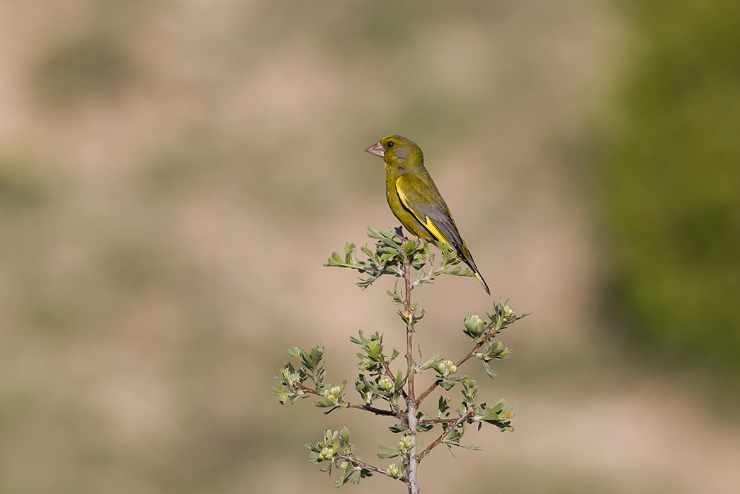 European Greenfinch