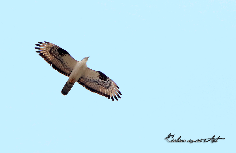 European Honey Buzzard