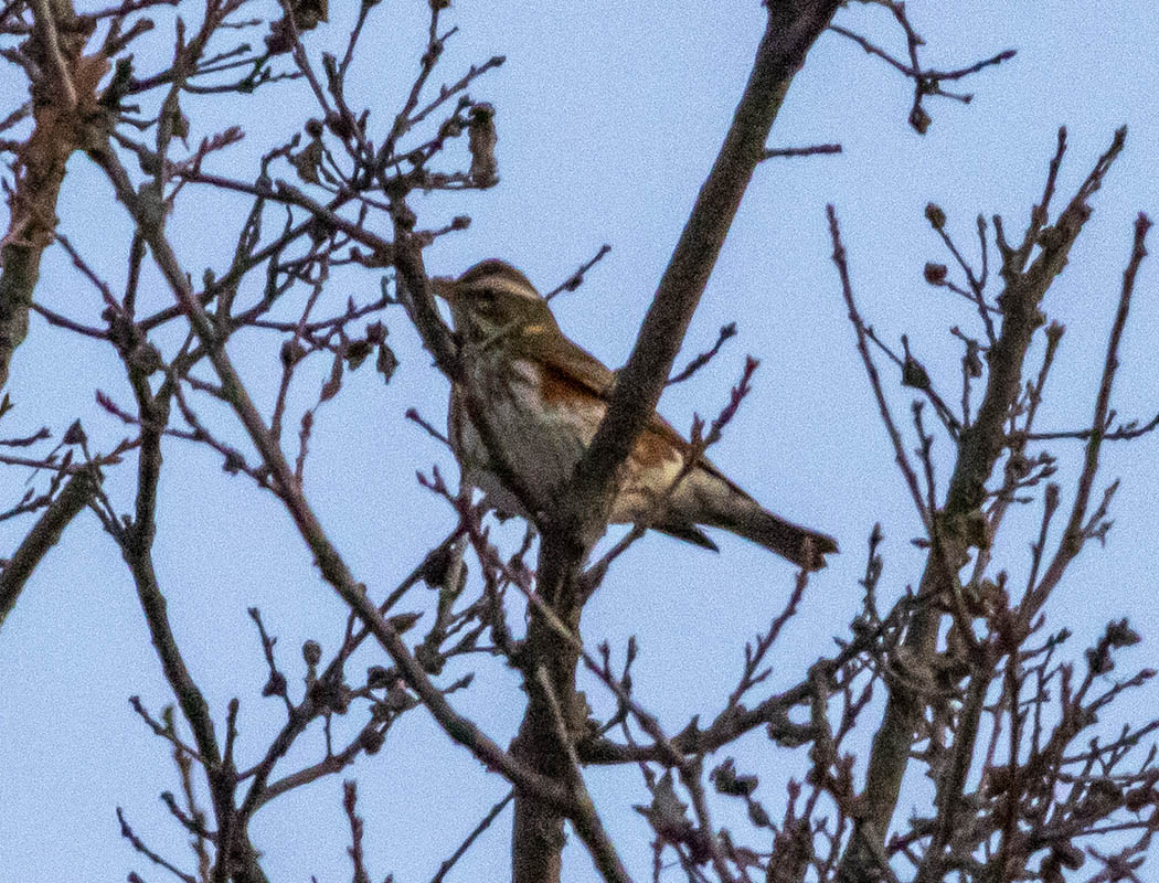 Redwing