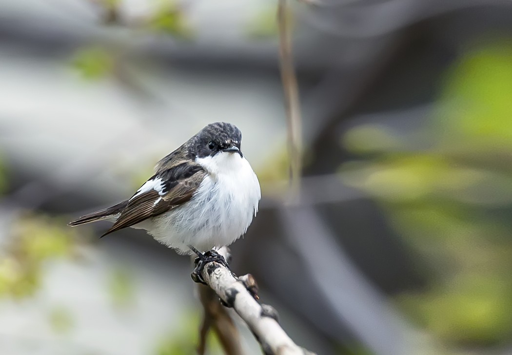 Semicollared Flycatcher