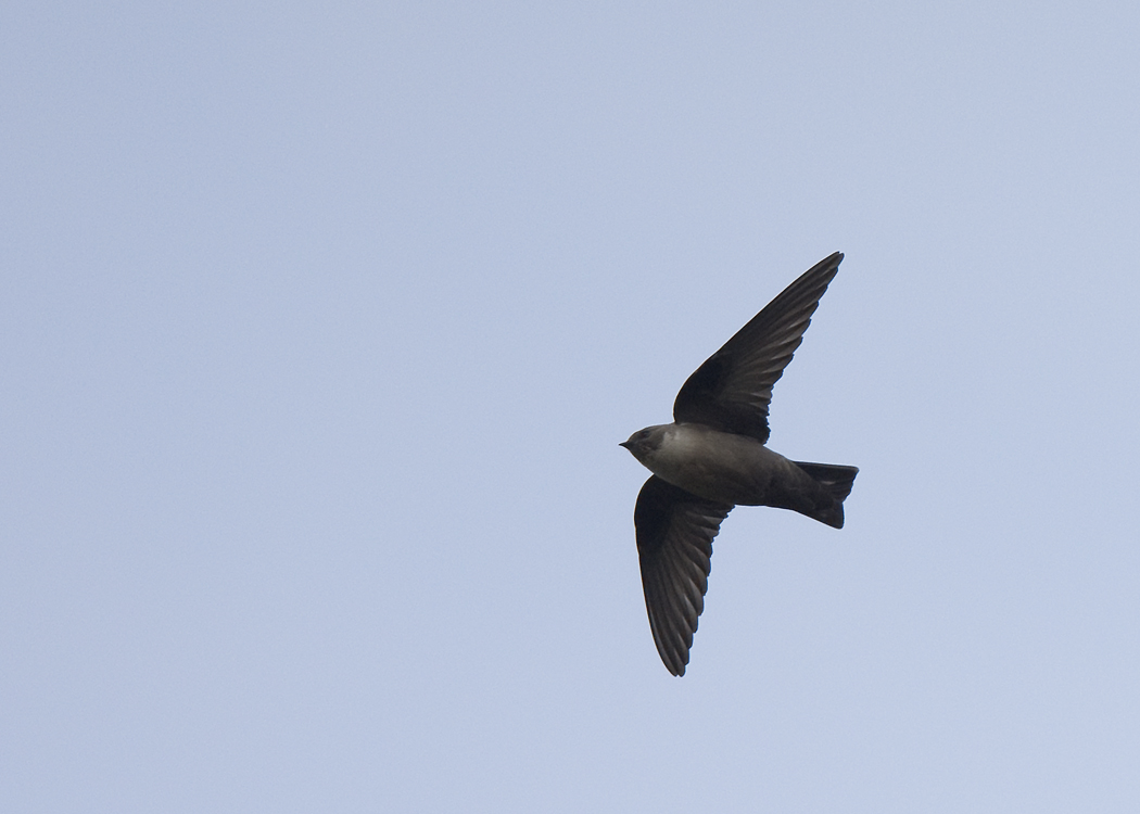Eurasian Crag Martin