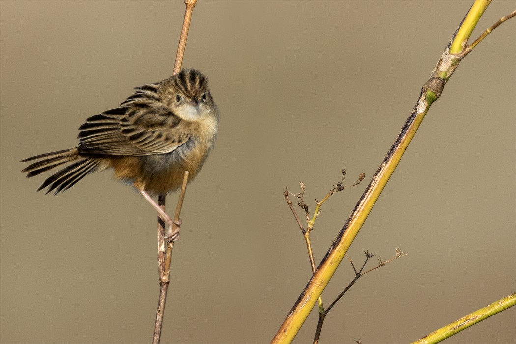 Zitting Cisticola