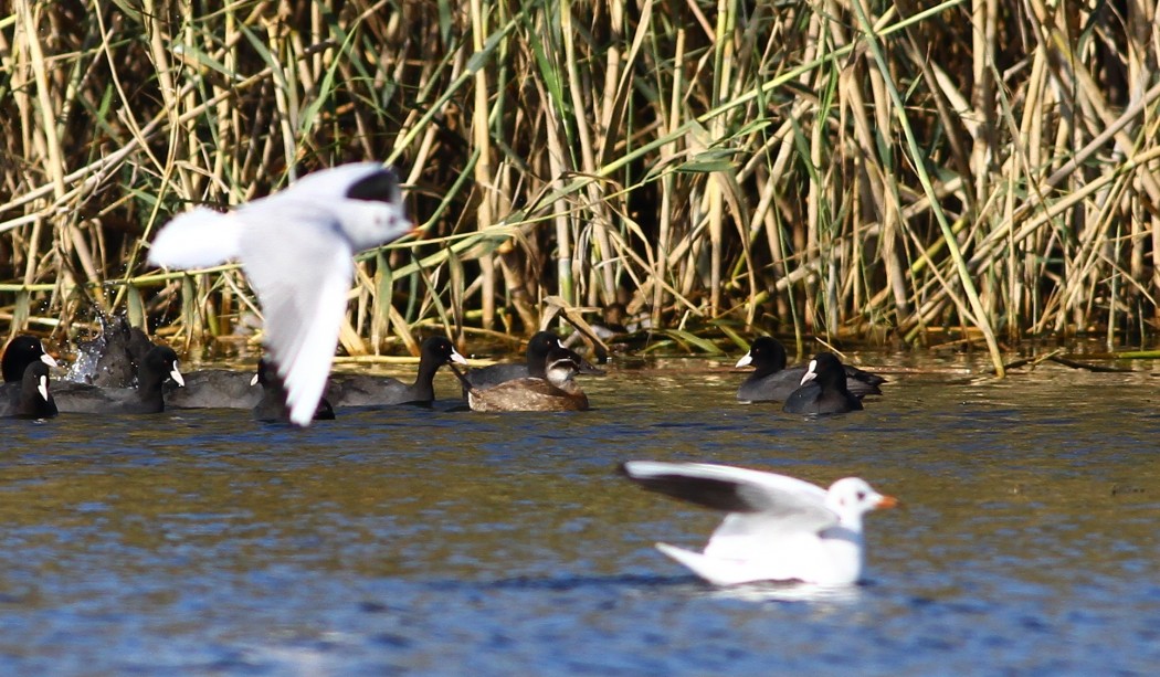 White-headed Duck