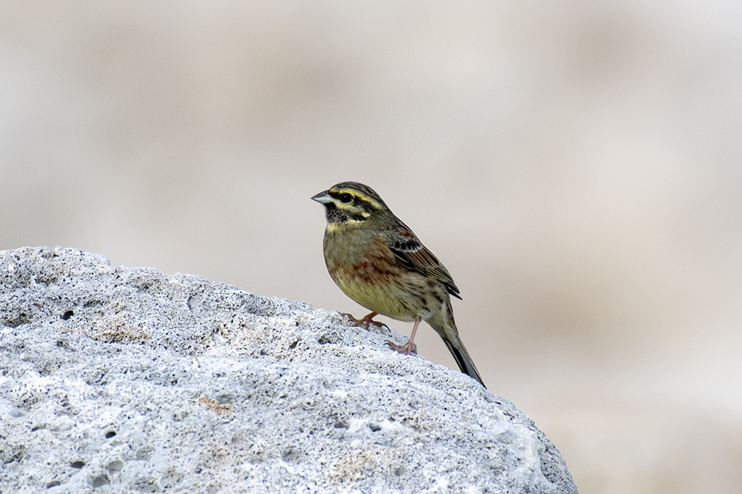 Cirl Bunting
