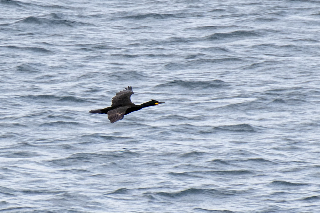 European Shag