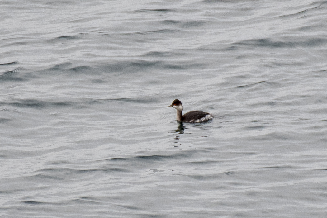 Black-necked Grebe