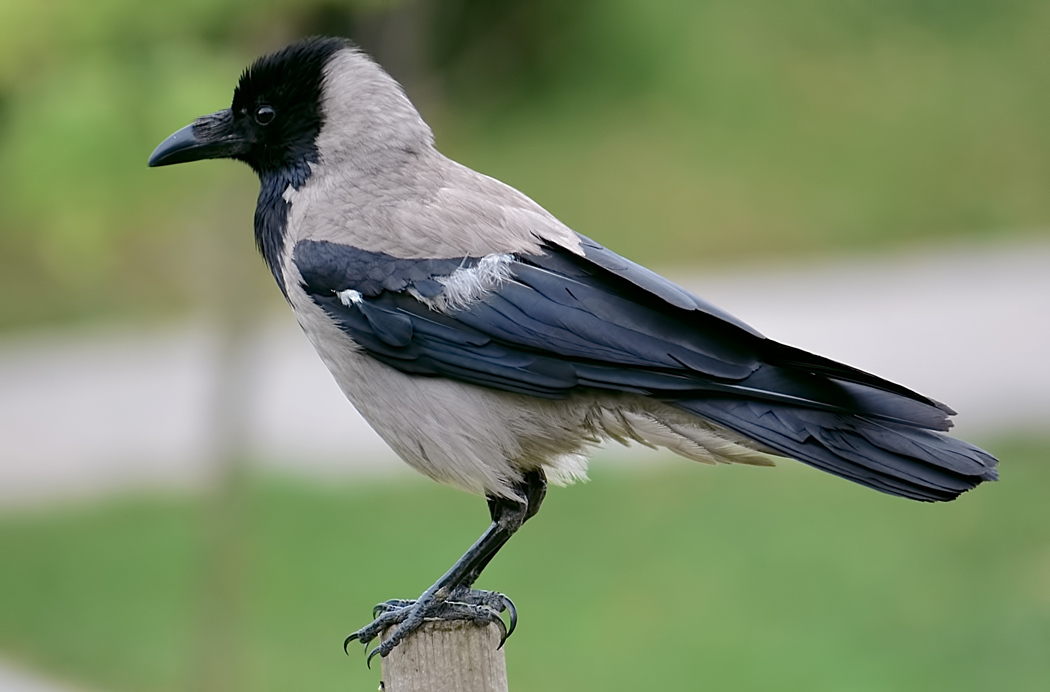 Hooded Crow