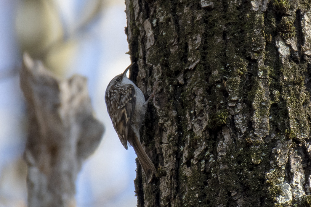Short-toed Treecreeper
