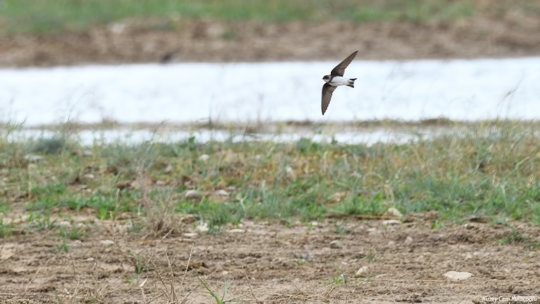 Sand Martin