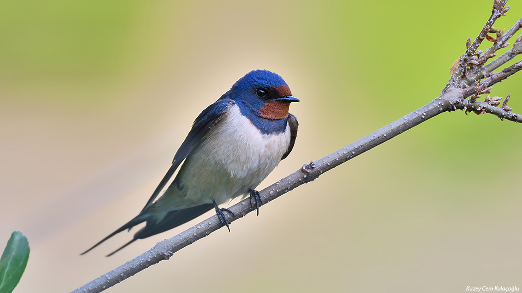 Barn Swallow