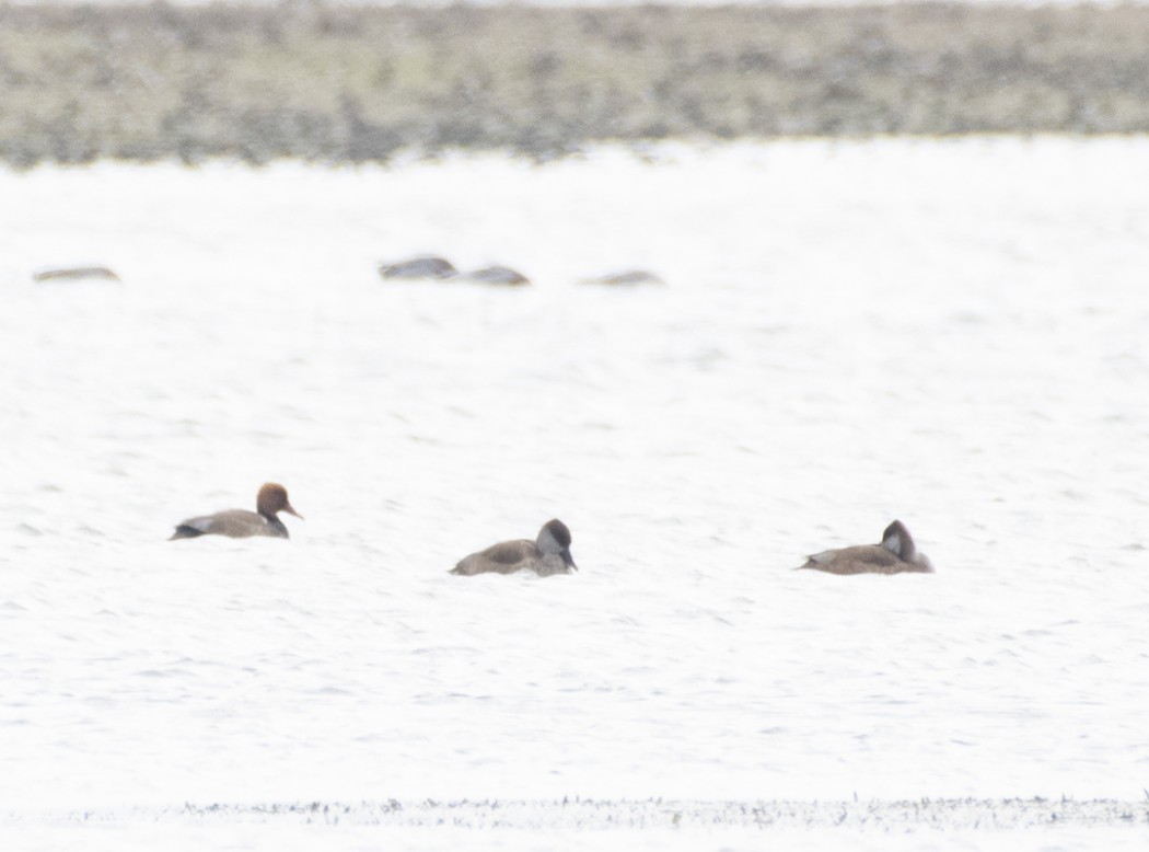 Red-crested Pochard