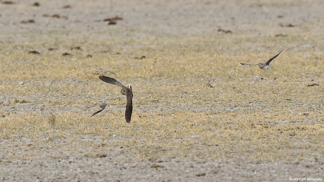 Calandra Lark