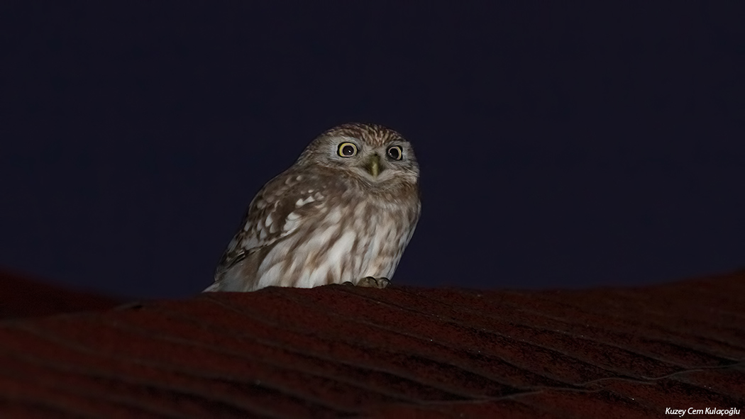 Little Owl