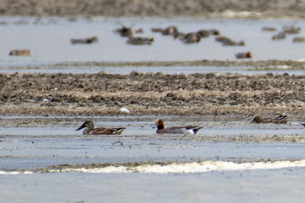 Eurasian Wigeon