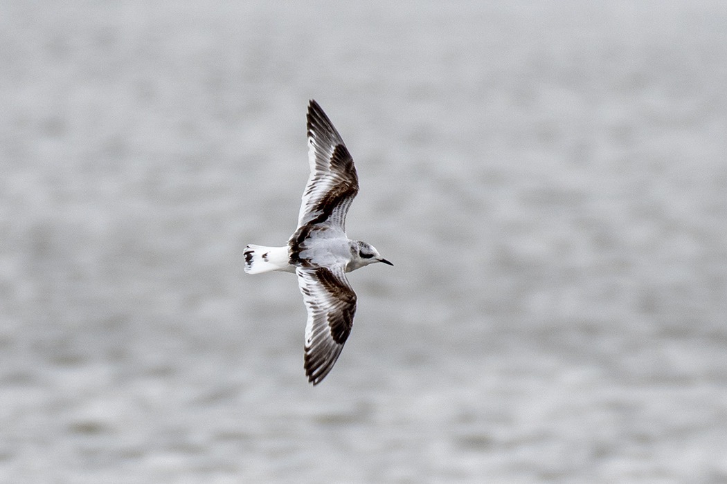Little Gull