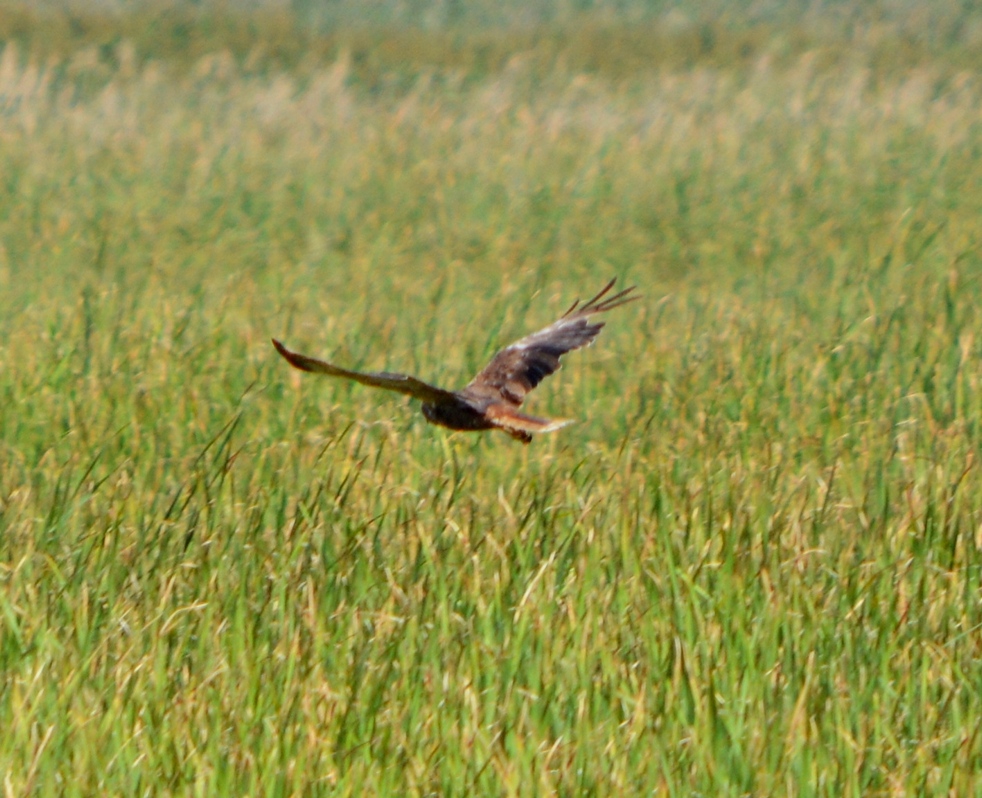 Montagu`s Harrier