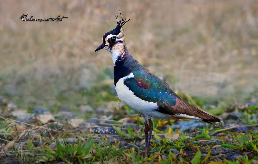 Northern Lapwing