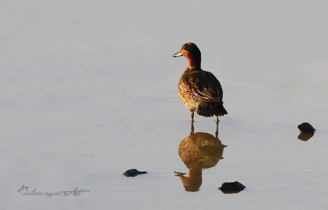 Eurasian Teal