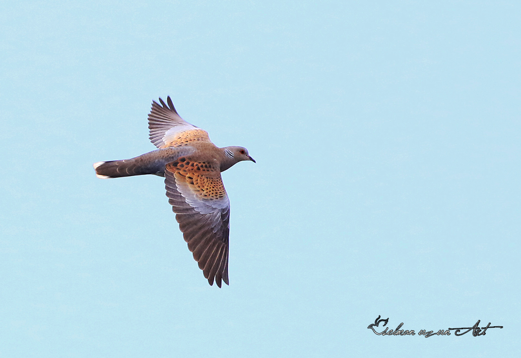 European Turtle Dove
