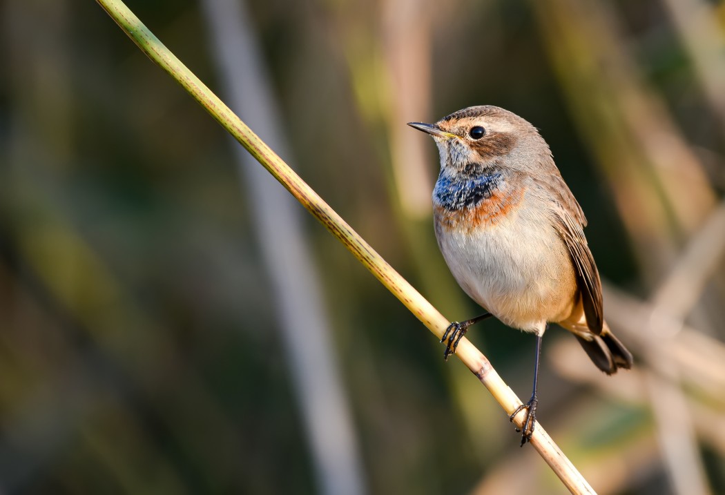 Bluethroat