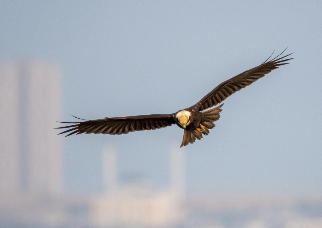 Western Marsh Harrier