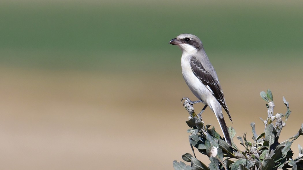 Lesser Grey Shrike