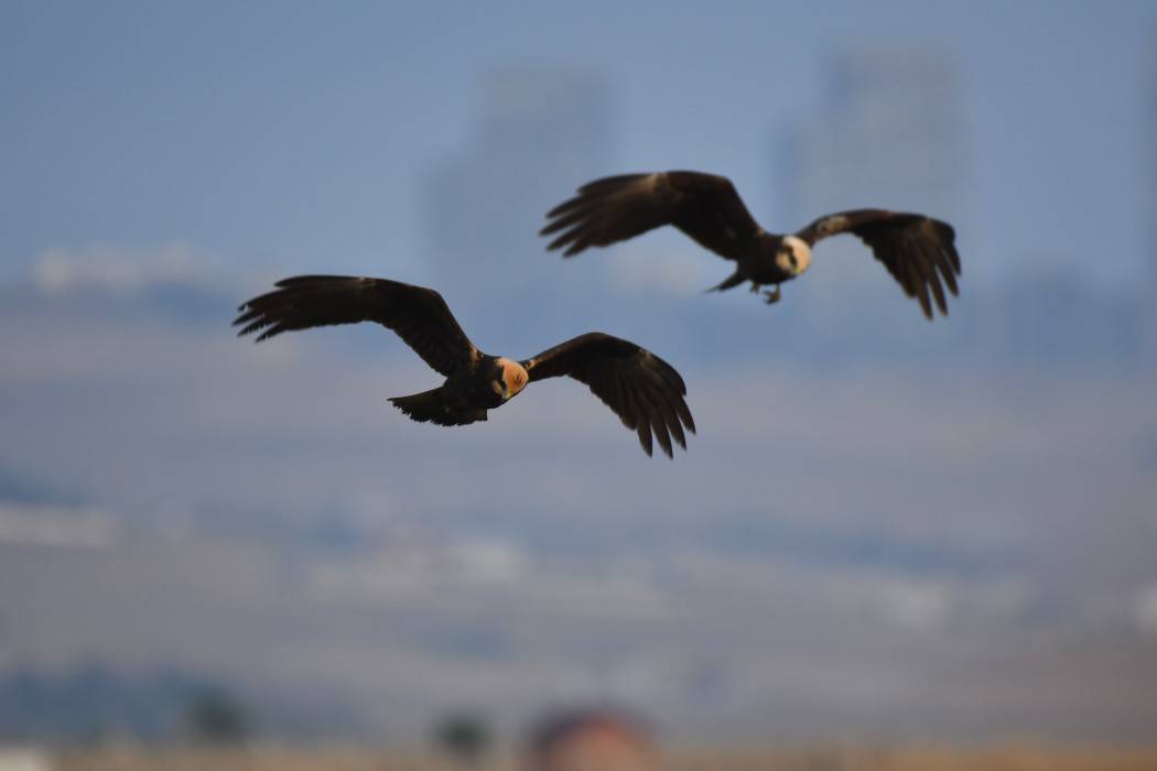 Western Marsh Harrier
