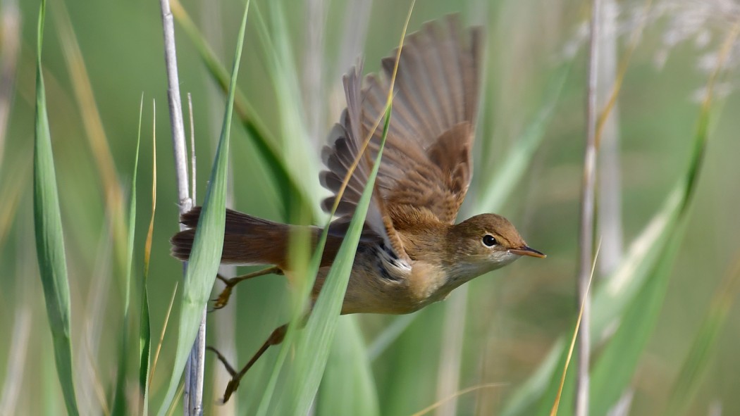 Common Reed Warbler