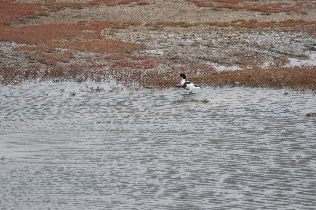Common Shelduck