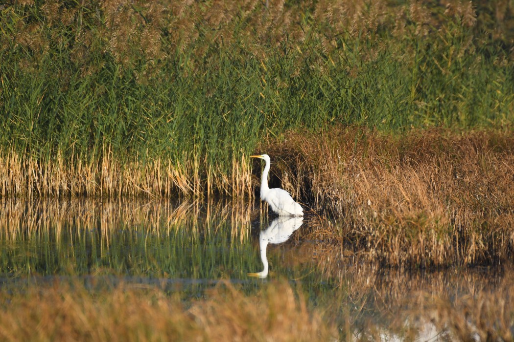 Great Egret