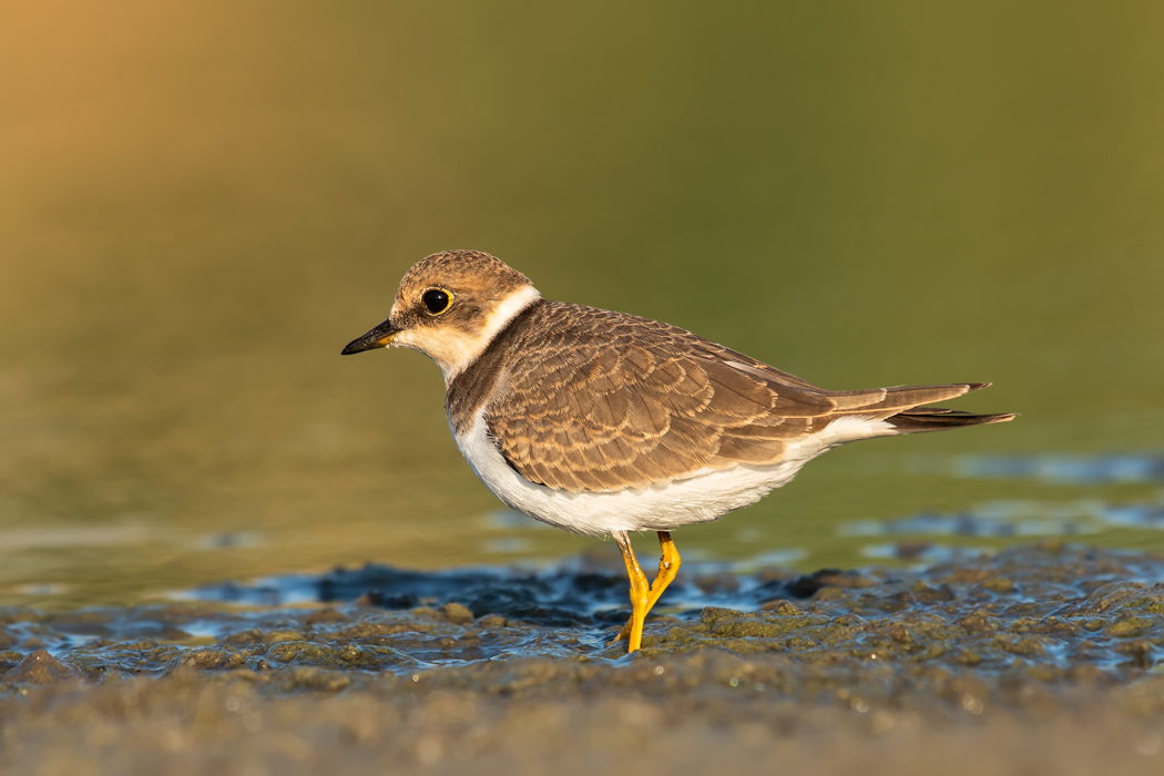 Little Ringed Plover