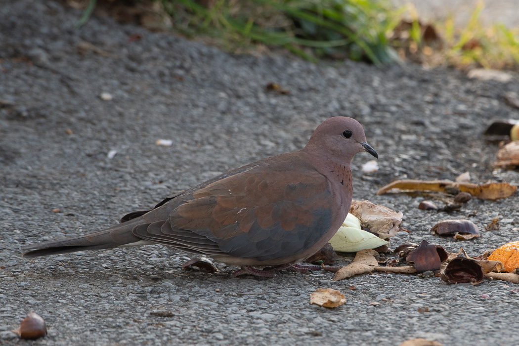 Laughing Dove