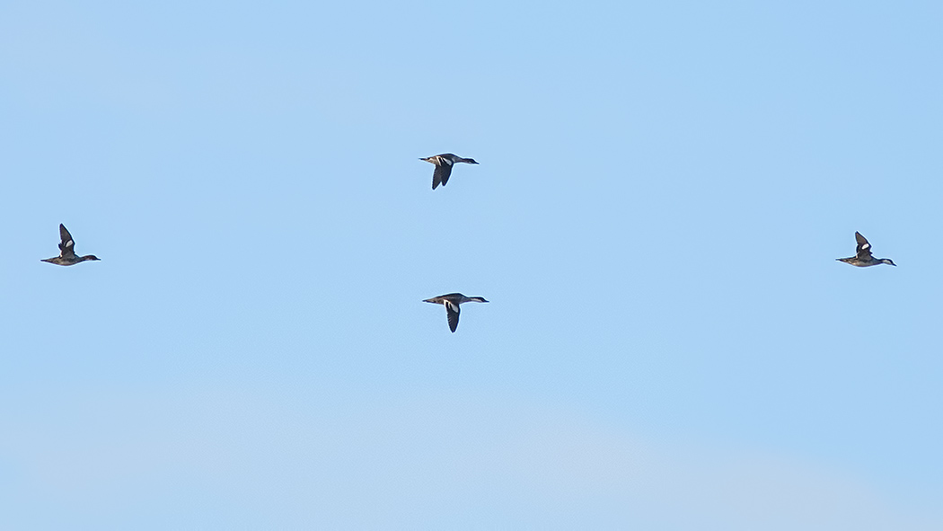 Smew