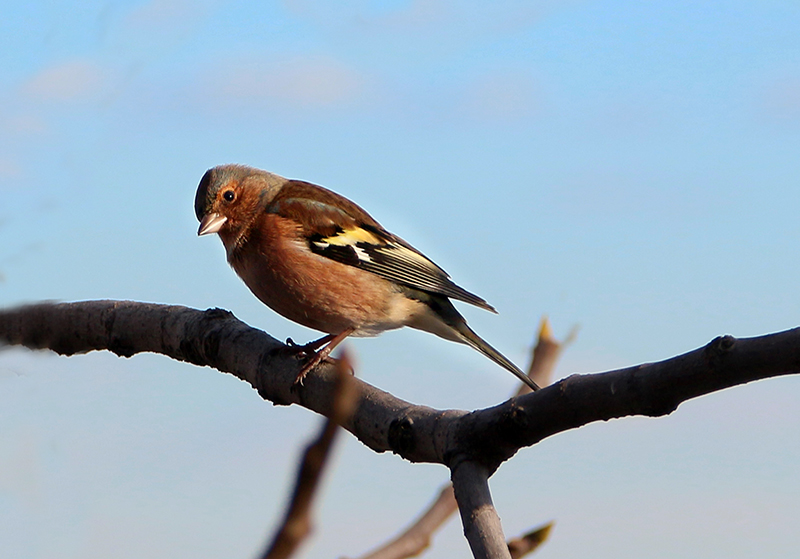 Common Chaffinch