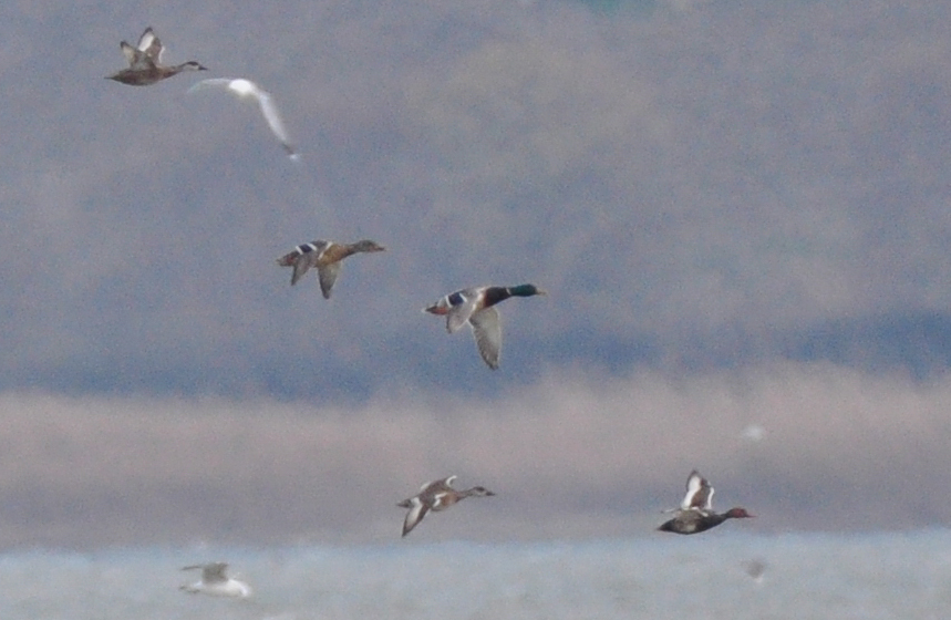 Red-crested Pochard