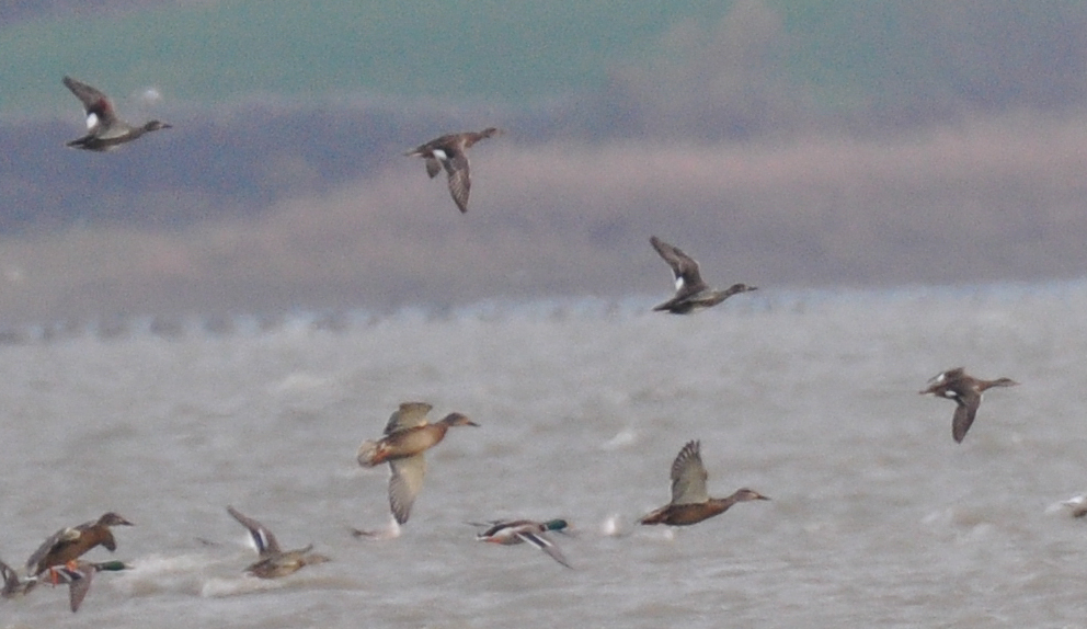 Gadwall