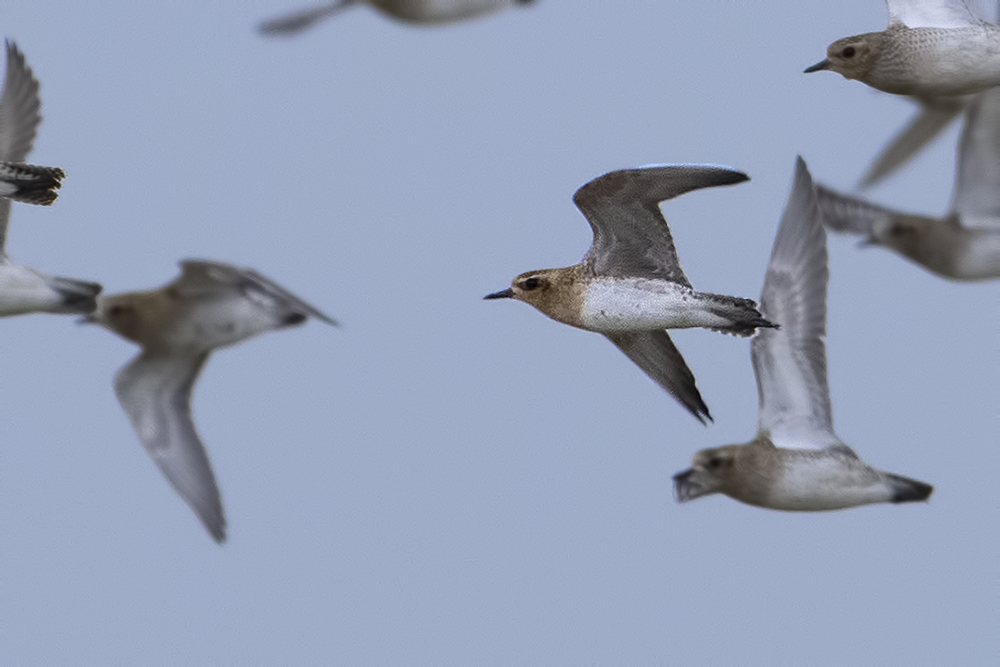 Pacific Golden Plover