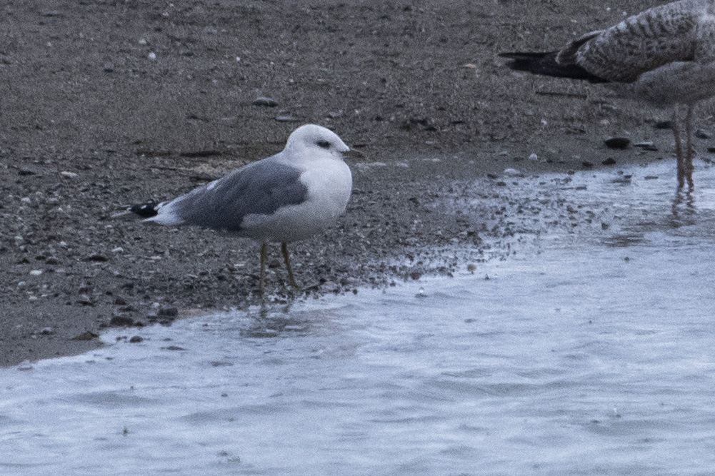Mew Gull