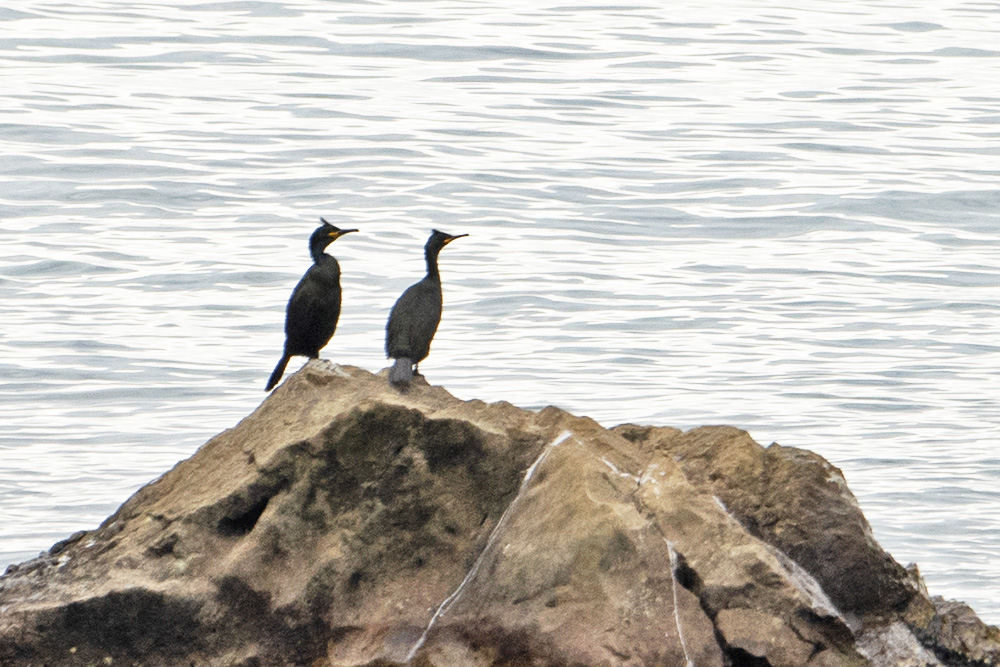 European Shag